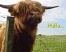 Scottie