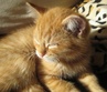 felidae29